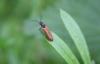 257486 – Photo : Alexandre CORNUEL-WILLERMOZ – France (69)